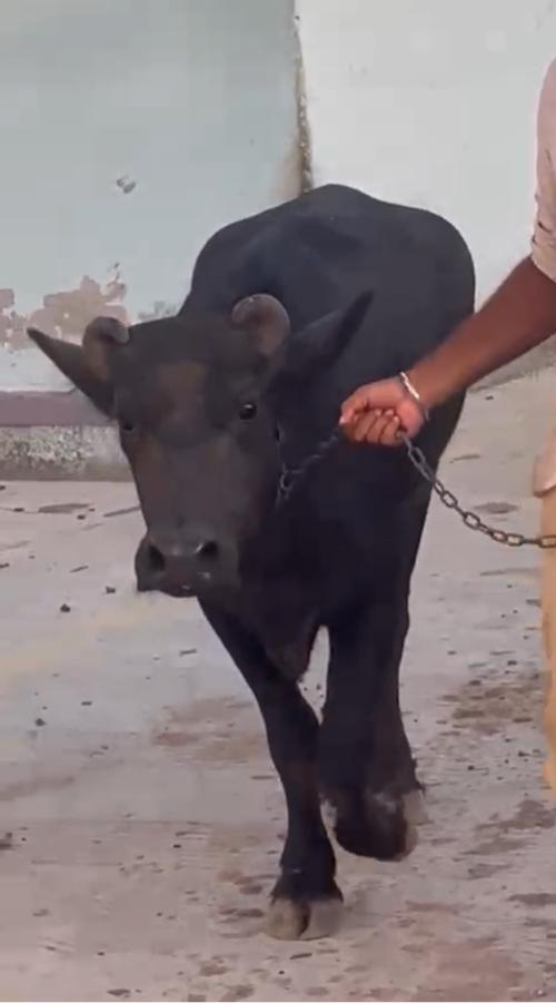 બની પાડી
