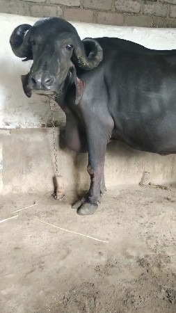 વેચવાની છે