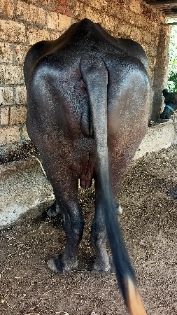 khdeli vesvani che