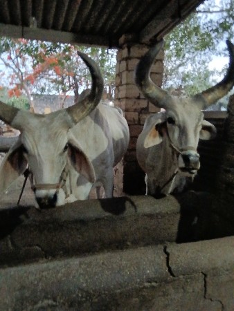 બળદ વેચવાના છે