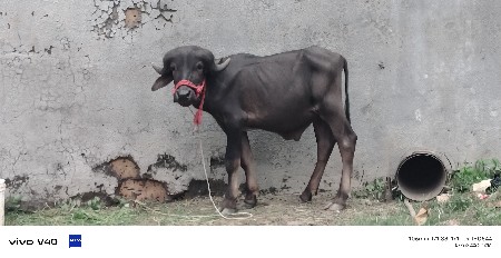 પાડો વેચવાનો છે