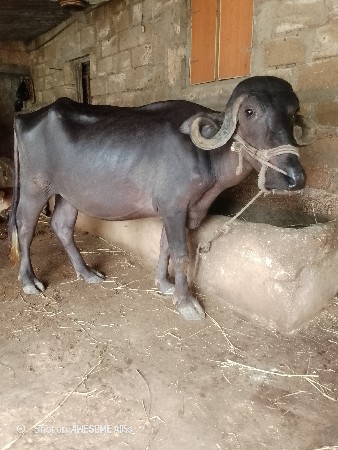 ભેંસ વેચવાની છે