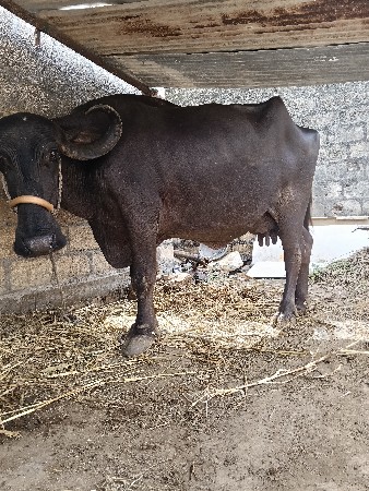 જયરાજ માંકડ 6352237745