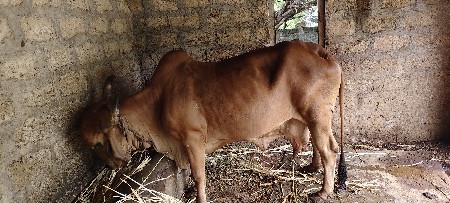 આ ગાય બેસવાની સે