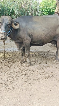 ભેંસ વેચવાની છે