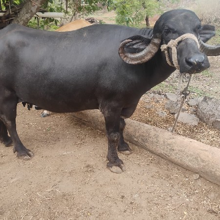 ભેંસ વેચવાની છે