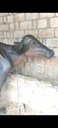 આ ભેંસ વેચવાની છે