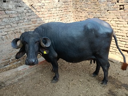 વેચવાની છે