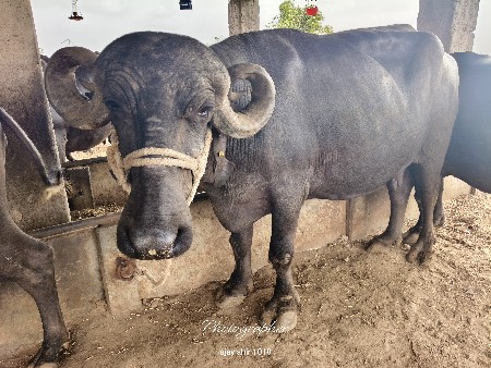 વેચવાની છે