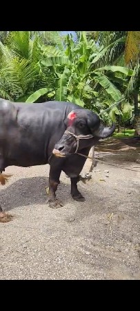 1  વેટર orignal jafrabadi