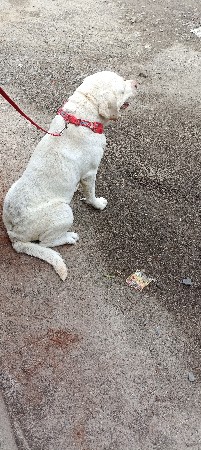 લેબરા મેલ પંજાબ ઓરીજનલ