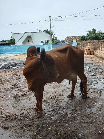 બીજુ વેતર ગાય સાવસોજી