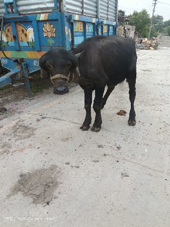 જાફરાબાદી પાડો વેચવાનો છે