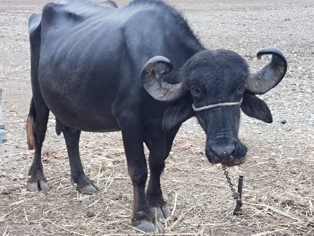 ભેંશ