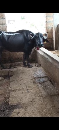 Babariya devendra