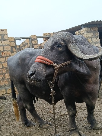 જયરાજ માંકડ 6352237745