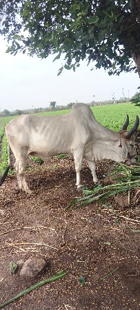બળદ વેચવાના છે