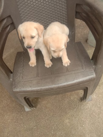 લેબરા ફિમેલ