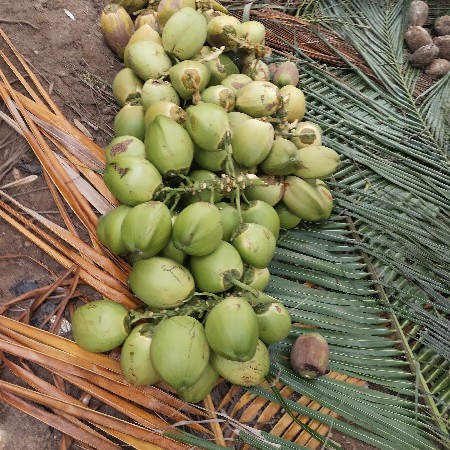 નારિયલ
