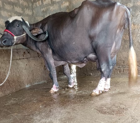 તાજી વીયાનૅલ ભૅચ વૅચવાની છૅ.