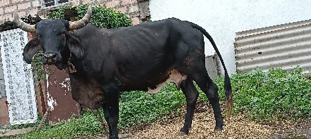 2જરસીવેસવાનિસે