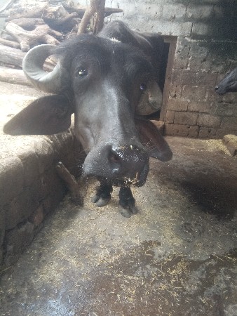 વેચવાની છે