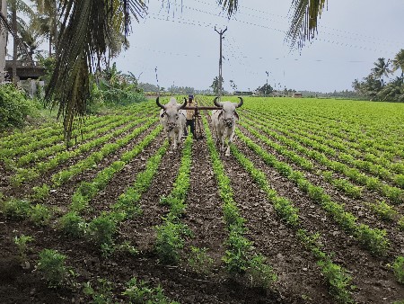 1 વાવણી કરેલ છે
સાવ સોજા .