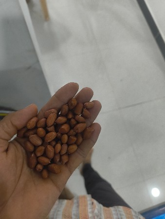 ગુજરાત મગફળી 37 બિયારણ