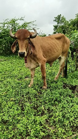 હોડકી