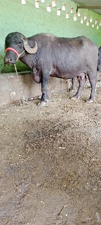 ભેસ વેસવા ની સે