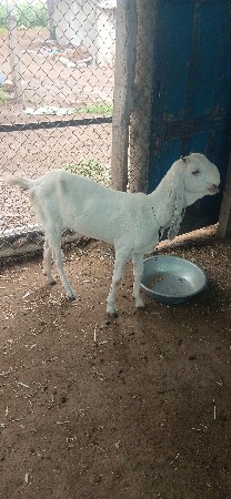 9898777132