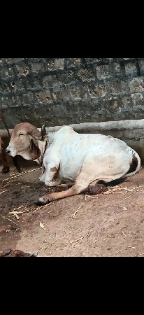 બે ગાય વેચવાની છે એક ગાભણી છે