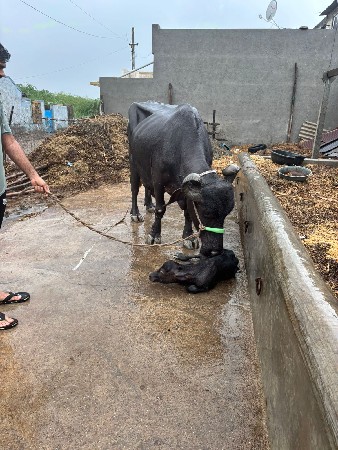 તાજી વ્યણેલી ભેંશ વેચવાની છે