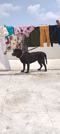 leb Fimel for sell ✨🐕