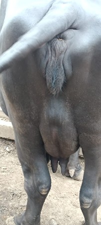 ભેંસ વેચવાની છે