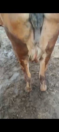 આ ગાય વેચવાનીસે