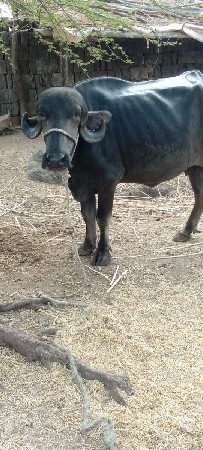 આ ભેસ વેચવાની છે
