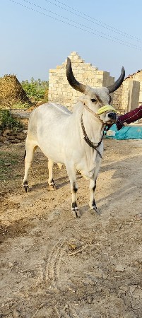 ગાય ફ્રી