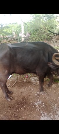 ઓરીજનલ ભાઈ વેચવાની છે ઊંચી લંબાઈ કા