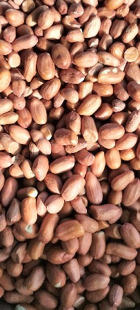 K 41  મગફળી બિયારણ