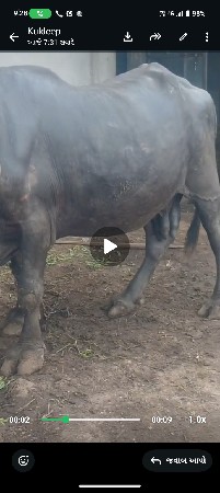 ભેસ