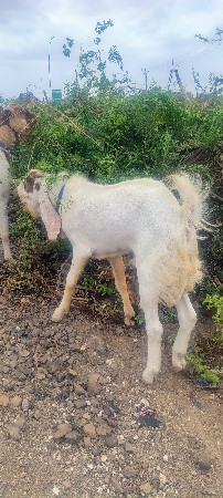 મોટી કુકાવાવ અમરેલી જીલ્લો