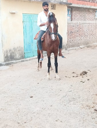 આ ધોડો વેસવાનો સે સાટા કરવાના છે