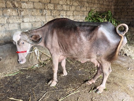પીએલ વેત્રી ખારેલી તંત્3 લિટર દૂધ