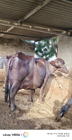 ભેંસ વેચવાની છે