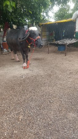 ભેંસો વેચવાની છે વીસ દિવસની કાચી વ