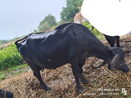 ભેંસ વેસવાની સે