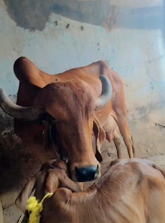 ગાય વેચવાની છે