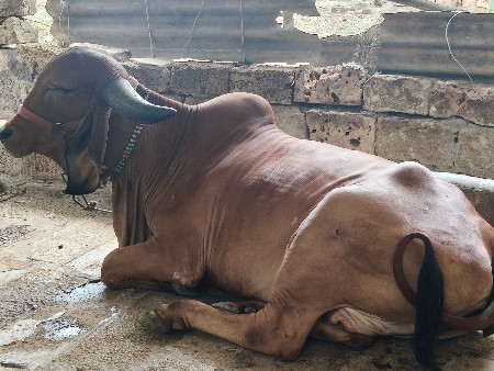 ગિર હોડકી