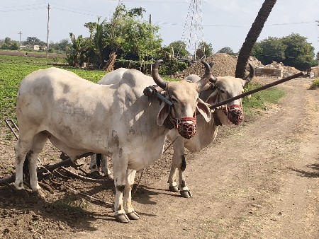 badadh